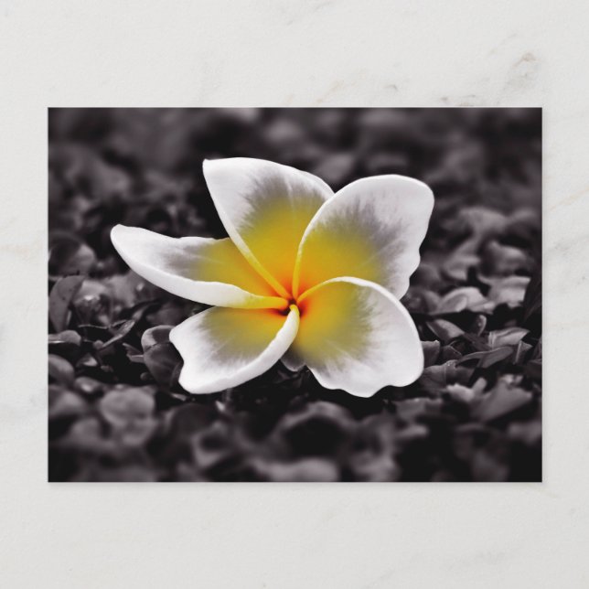 Plumeria Frangipani Hawaii Flower Postcard (Front)