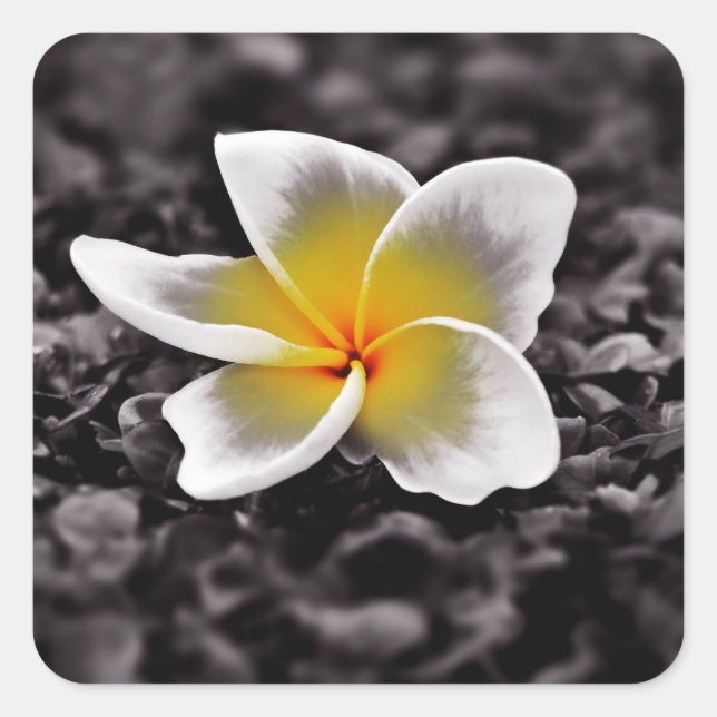 Plumeria Frangipani Hawaii Flower Square Sticker (Front)