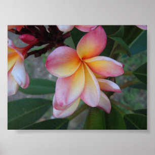 Plumeria (Frangipani)  Poster