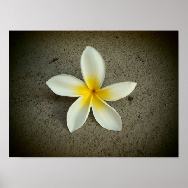 Plumeria hawaii flower poster (Front)