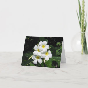 Plumeria Hawaiian Flower Photo on Note Card