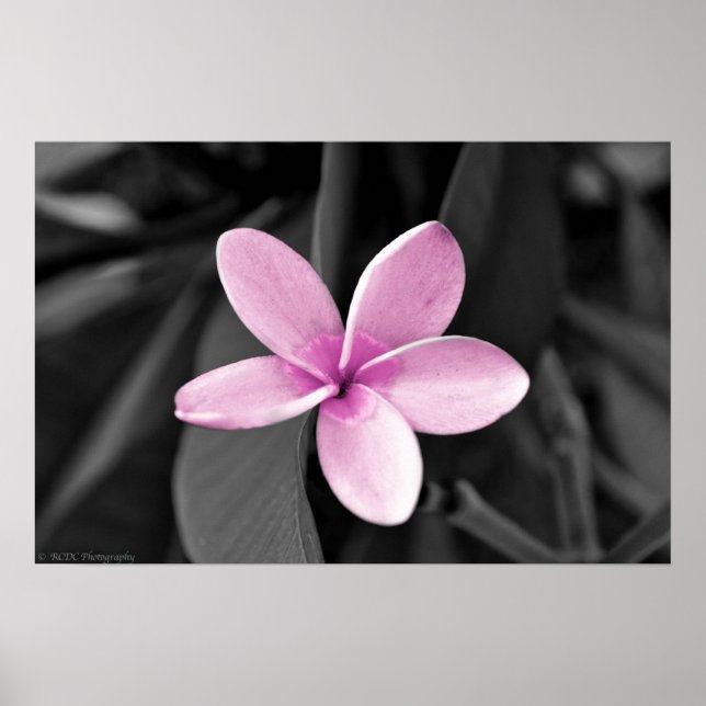 Plumeria in Bloom Poster (Front)