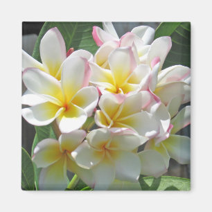 Plumeria Magnet