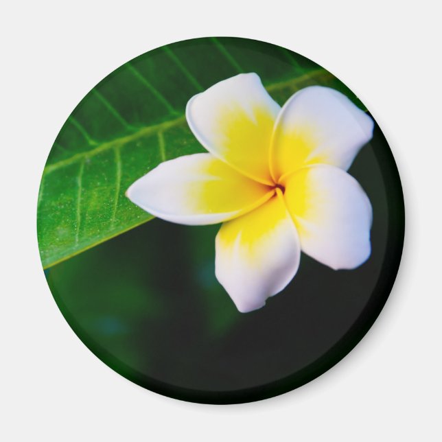 Plumeria Magnet (Front)