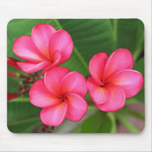 Plumeria - Miami Rose on mousepad