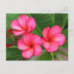 Plumeria - Miami Rose on Postcard