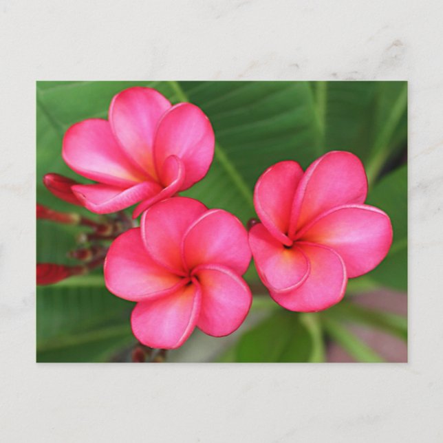 Plumeria - Miami Rose on Postcard (Front)