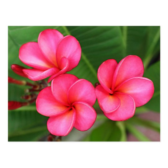 Plumeria - Miami Rose on Postcard