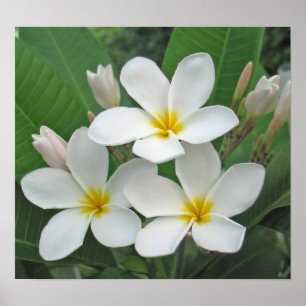 Plumeria - Moonlight Poster