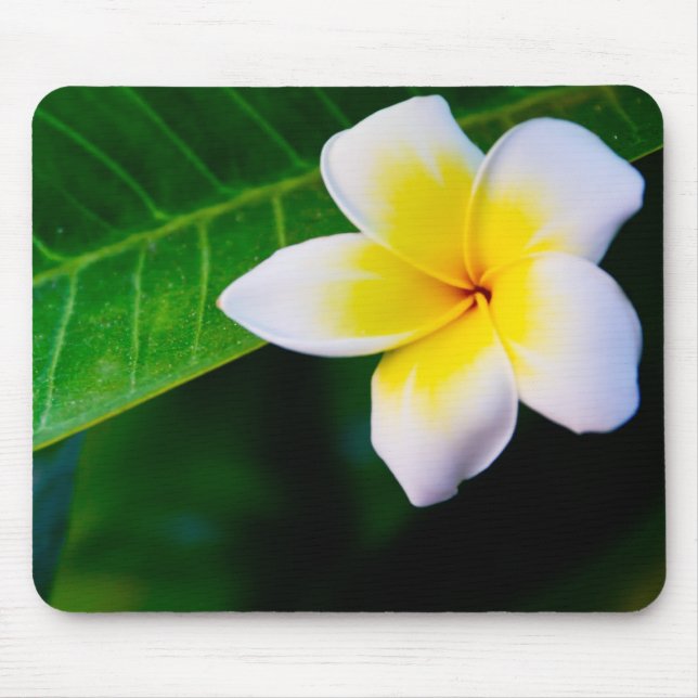 plumeria mouse mat (Front)