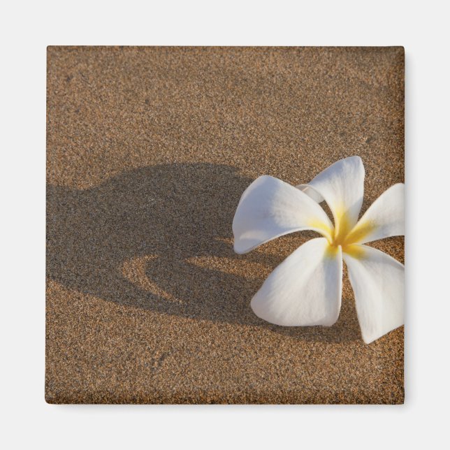 Plumeria on sandy beach, Maui, Hawaii, USA Magnet (Front)