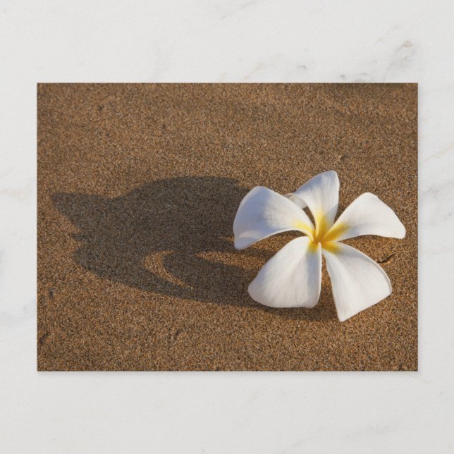 Plumeria on sandy beach, Maui, Hawaii, USA Postcard (Front)