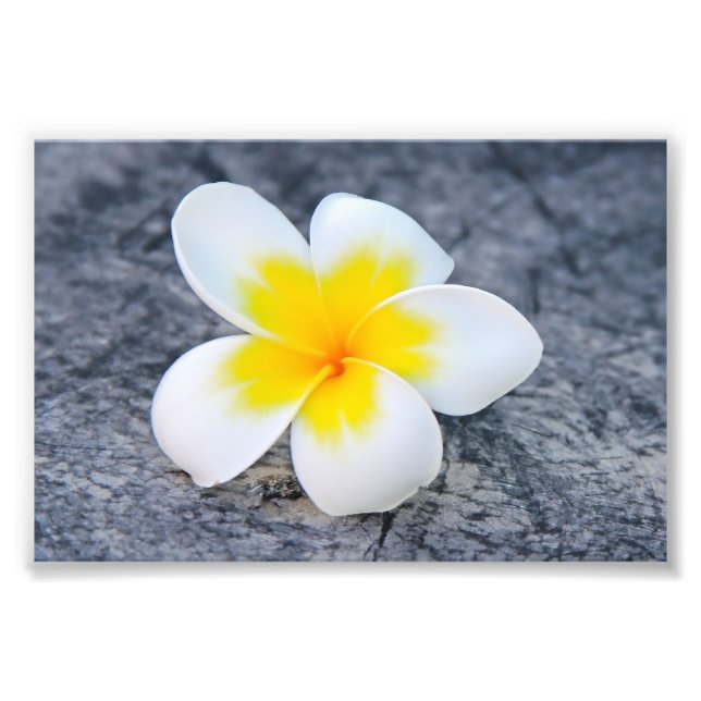 Plumeria Photo Print (Front)