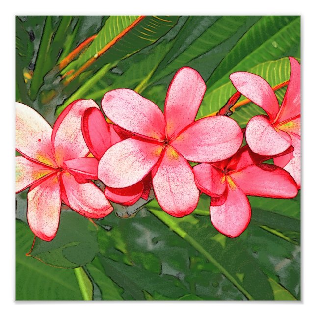 Plumeria Photo Print (Front)