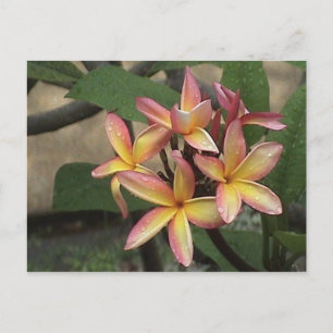 Plumeria Postcard