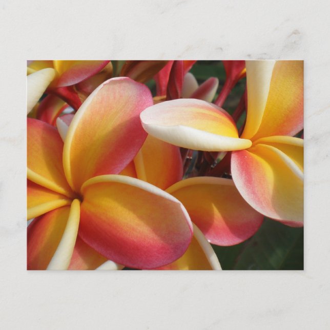 plumeria postcard (Front)