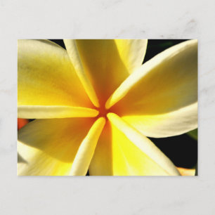 plumeria postcard