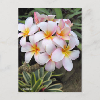 Plumeria [Postcard] Postcard