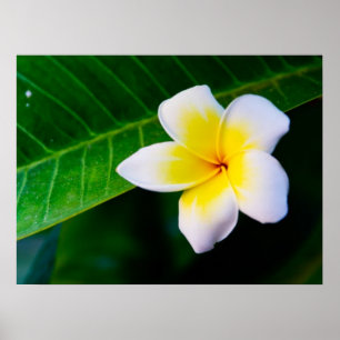 Plumeria Poster