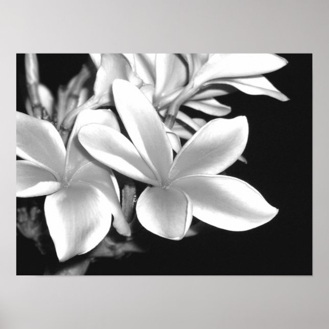 Plumeria Poster (Front)