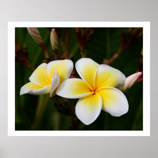 Plumeria Poster (Front)