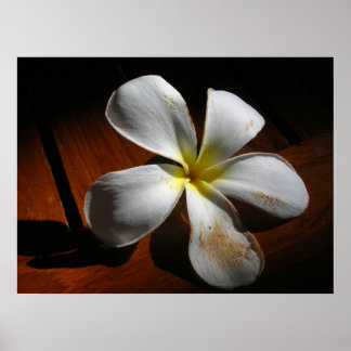 Plumeria Poster