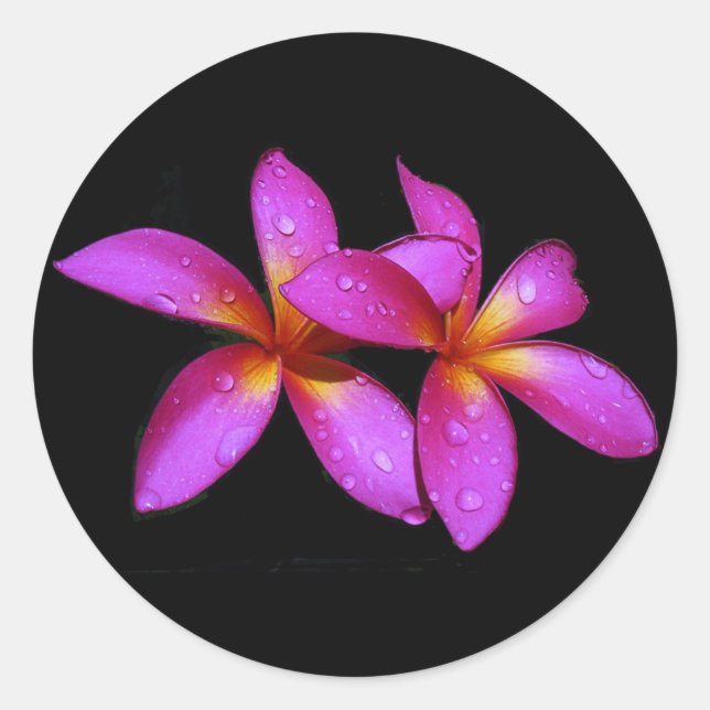 Plumeria purple on black background classic round sticker (Front)