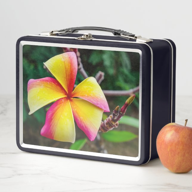 Plumeria rubra metal lunch box (In Situ)