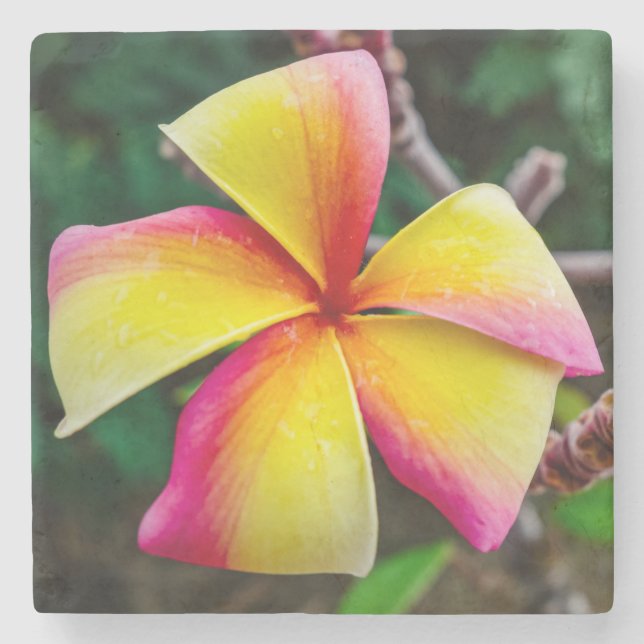 Plumeria rubra stone coaster (Front)