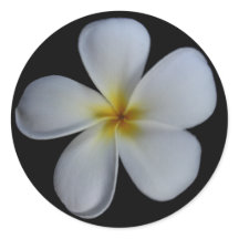 Plumeria Stickers