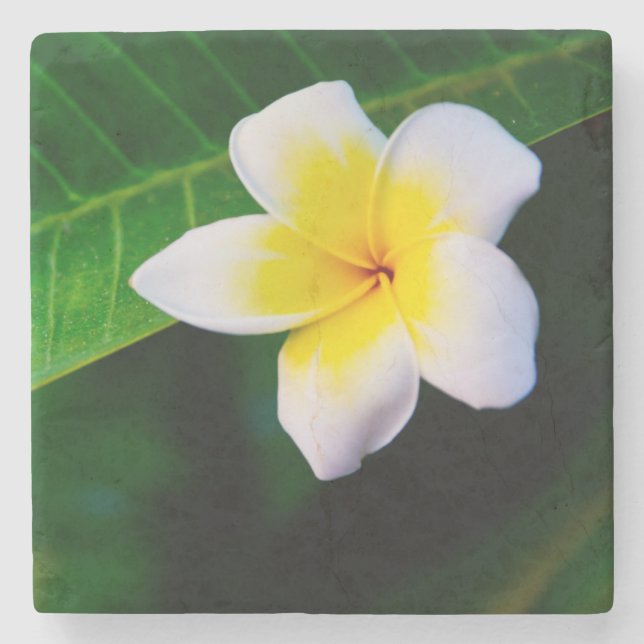 plumeria stone coaster (Front)