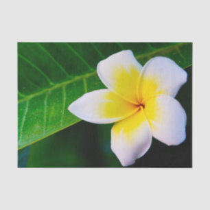 plumeria tissue paper
