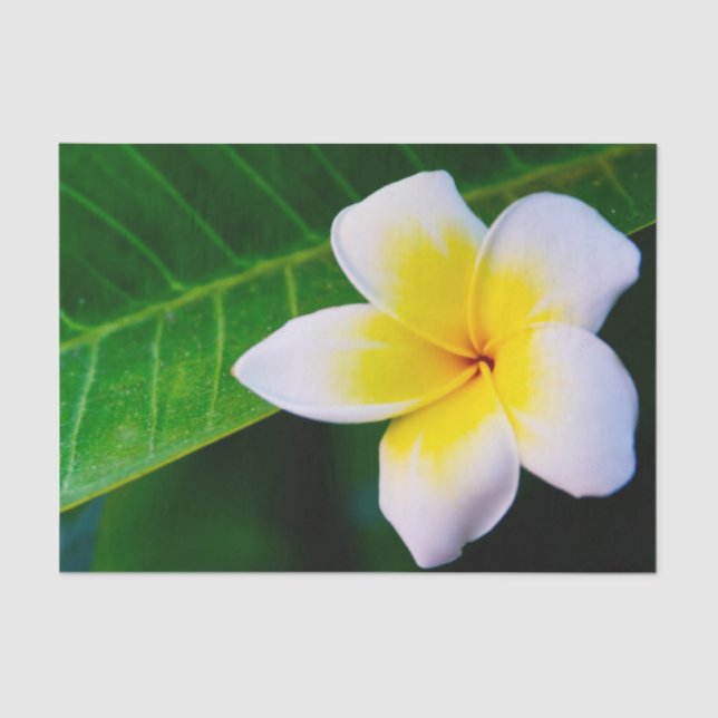 plumeria tissue paper (Front)