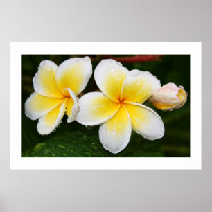 Plumeria Trio Poster