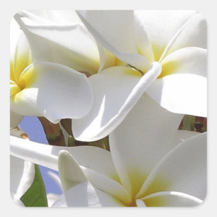 Plumeria Tropical Flowers Square Sticker