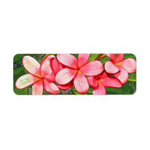Plumerias