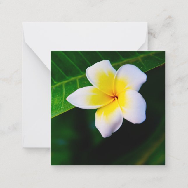 Plumerias Card (Front)