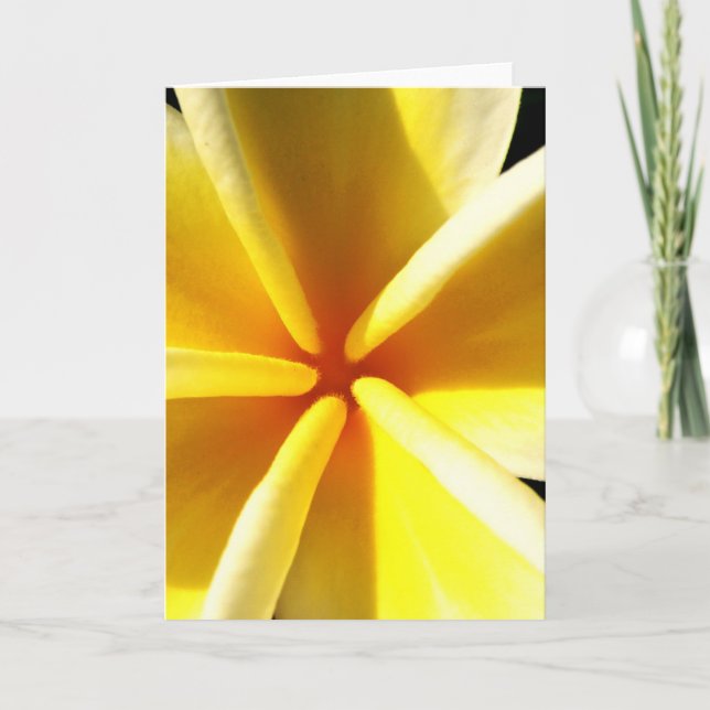 Plumerias Holiday Card (Front)