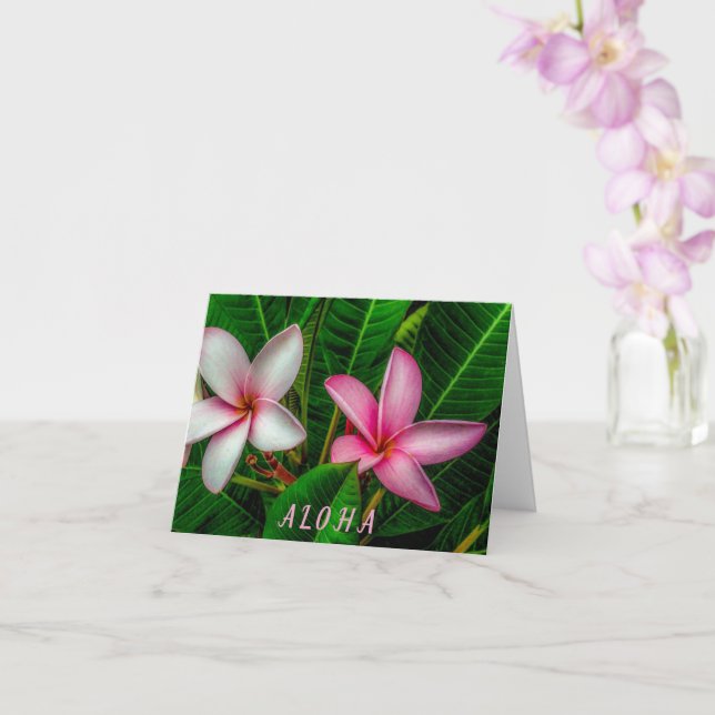 Plumerias in White and Pink Folded Greeting Card (Orchid)