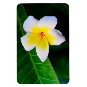 Plumerias Magnet