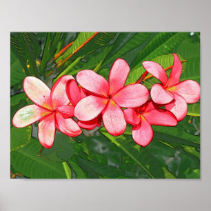Plumerias pink  poster