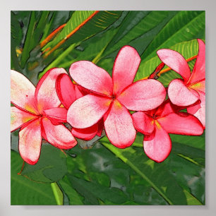 Plumerias pink poster
