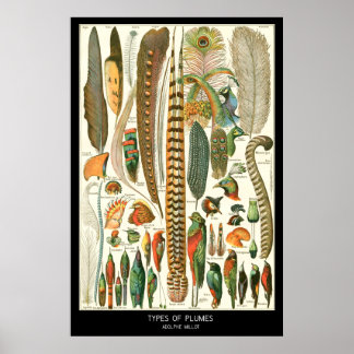 Plumes Poster