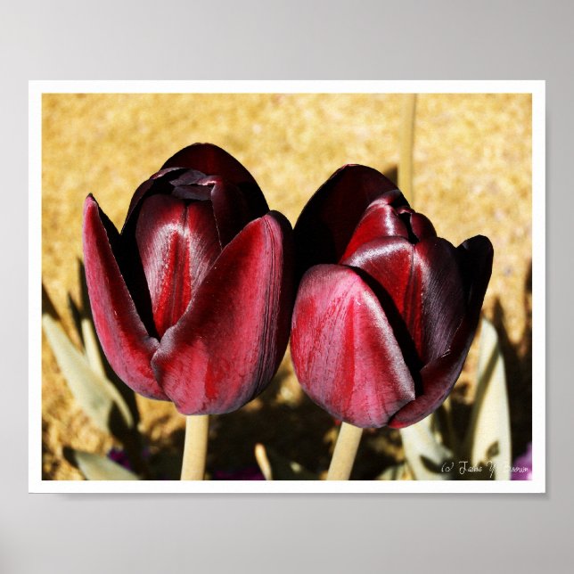 Plummed Tulips Version II Print (Front)