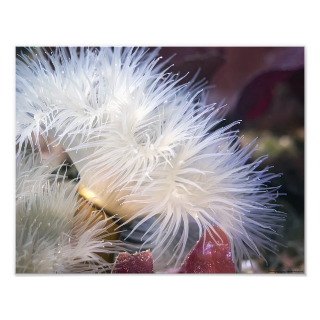 Plumose Anemone - fine art photo (Front)