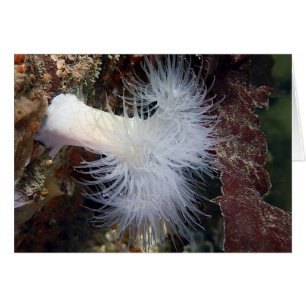 Plumose Anemone (Metridium farcimen)