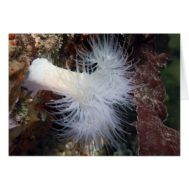 Plumose Anemone (Metridium farcimen) (Front Horizontal)