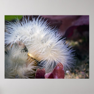 Plumose Anemone - Poster