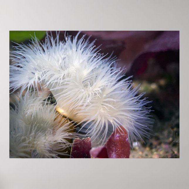 Plumose Anemone - Poster (Front)
