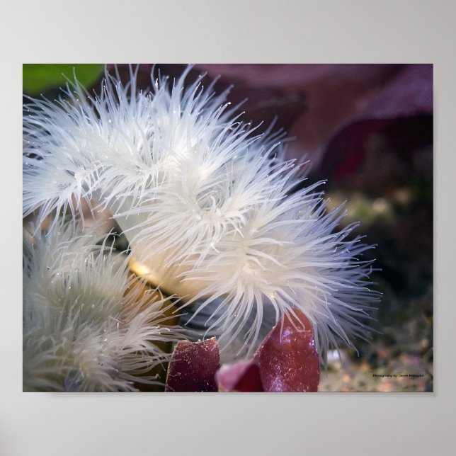 Plumose Anemone - Poster (Front)